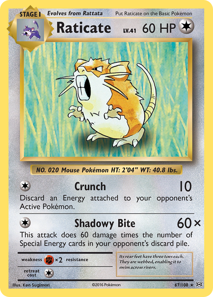 Raticate (67/108) [XY: Evolutions] | Galaxy Games LLC